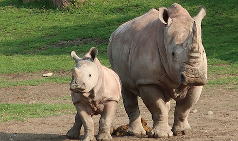 Toronto-zoo Toronto-zoo