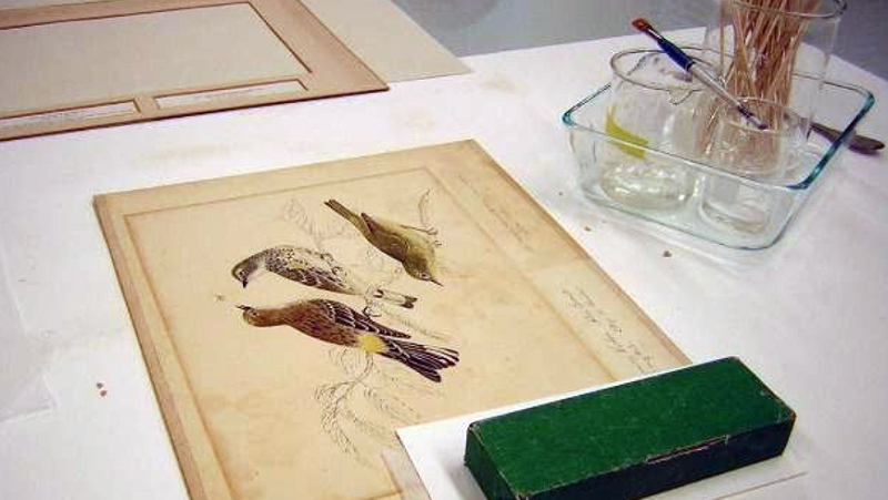 Drawing of birds in lab with weight placed on it and brushes and tools nearby