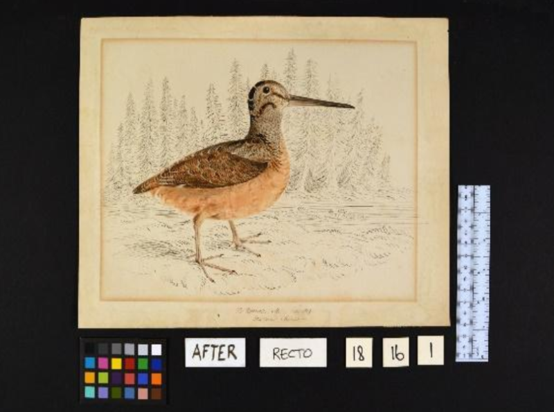 Flat paper drawing of bird with long beak