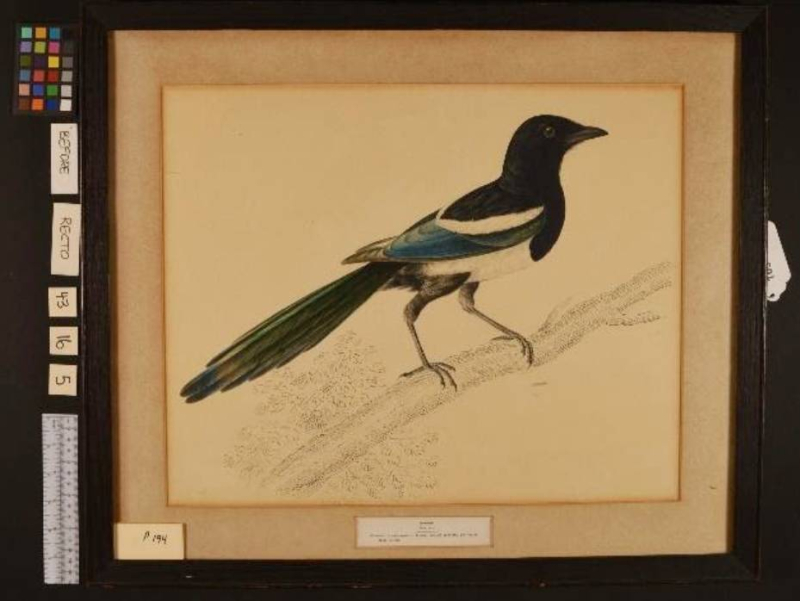 Illustration of black bird on old paper in frame withe surroundings of measurement tools