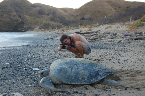 Andrés crouching while taking a photo of a large sea turtle along a pebbly beach shoreline Andrés crouching while taking a photo of a large sea turtle along a pebbly beach shoreline