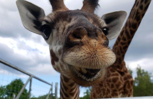 Toronto Zoo - giraffe image Toronto Zoo - giraffe image