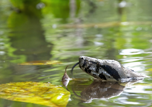 A snake pops its head above the water with its tongue out. A snake pops its head above the water with its tongue out.
