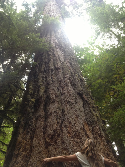 Cathedral Grove