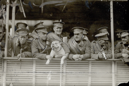 WWI soldiers and a bulldog