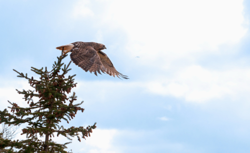 A hawk takes off from the top of a pine tree.