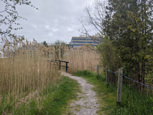 A dirt trail leading into tall grass.