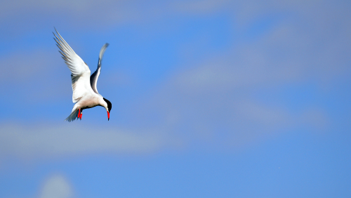 A white gull hovers in the air at Rosetta MacClain Gardens.