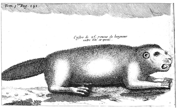 Illustration of beaver with French text Illustration of beaver with French text