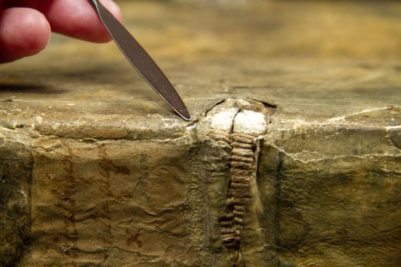 Close up of book spine with damage visible and metal instrument held by hand