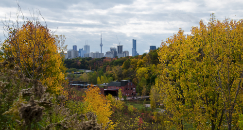 Trees with fall colours surrounding a view of the Toronto skyline in the distance Trees with fall colours surrounding a view of the Toronto skyline in the distance