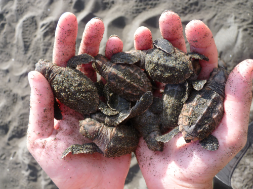 Two hands holding seven baby turtles. Two hands holding seven baby turtles.