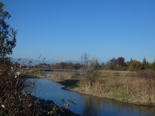 A river winds around tall grass with trees in the background. A river winds around tall grass with trees in the background.
