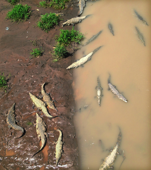 An aerial view of several crocodiles laying out on muddy shores and floating near the surface in muddy waters. An aerial view of several crocodiles laying out on muddy shores and floating near the surface in muddy waters.