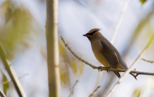 A brown bird with a yellow chest sits on a branch.