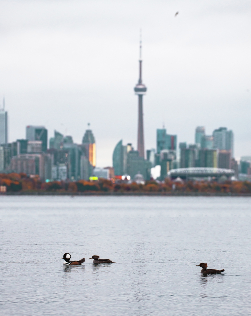 Three birds float along the water with the Toronto skyline in the background.
