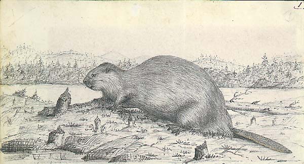 Pencil drawing of beaver and bitten stumps