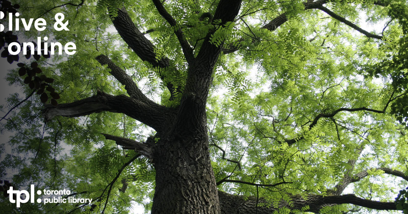 Life of a tree Live & Online cover. Life of a tree Live & Online cover.