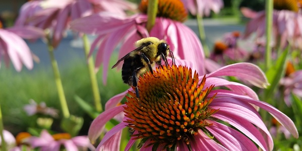 Butterflies and pollinators Butterflies and pollinators