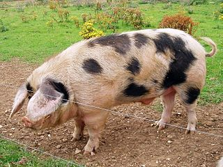 Gloucester_Old_Spot_Boar _England