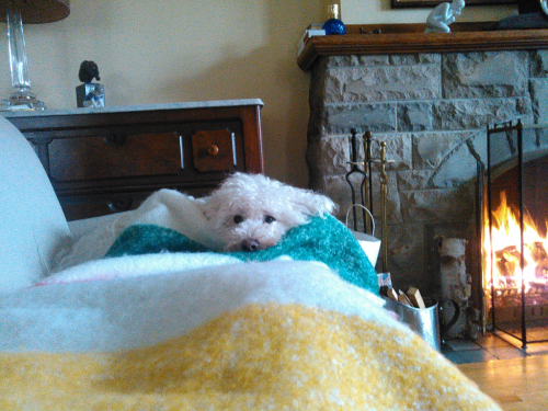 Rufus the dog semi asleep 