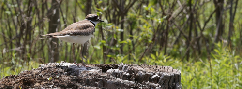Bird Photo from TRCA