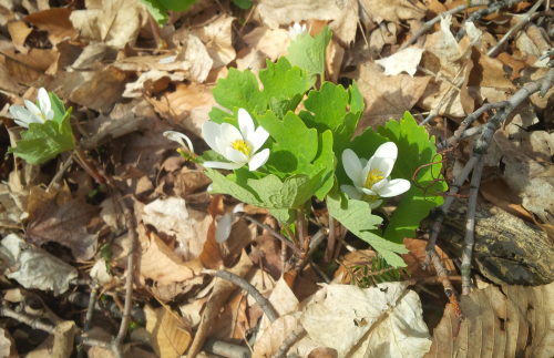 Native Plants from TRCA