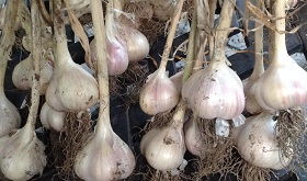 Garlic from my garden Garlic from my garden