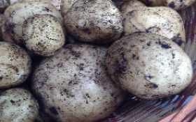 Potatoes from my garden Potatoes from my garden