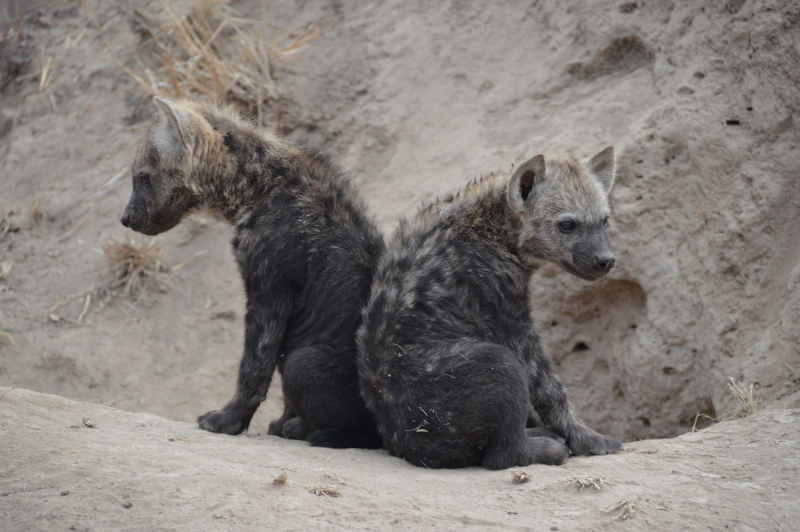 Spotted hyena cubs in Greater Kruger