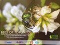 Bees of Toronto: a guide to their remarkable world