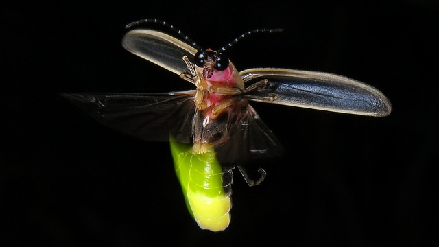 Male Photinus sp. in flight, emitting a light signal in hopes of attracting a female. Photo by Terry Priest. Used under the Creative Commons Attribution-ShareAlike 2.0 Generic license.