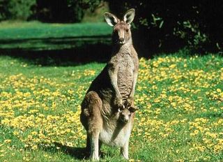 Kangaroo-joey background Kangaroo-joey background