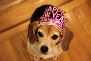 cute dog wearing a New Year's tiara