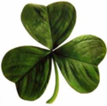 Definition of Clover from EOL