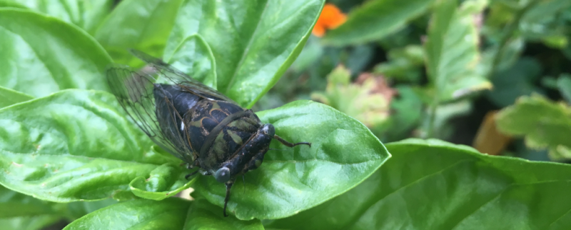 Insects Insects