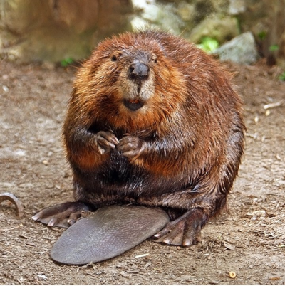 American_Beaver American_Beaver