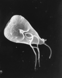 Giardia_lamblia_SEM_8698_lores Giardia_lamblia_SEM_8698_lores