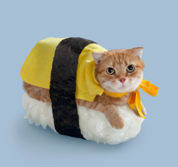 Sushi Cat
