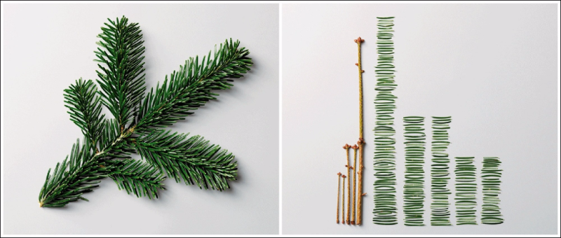 Pine branch on the left with the needles stripped from the stem on the right