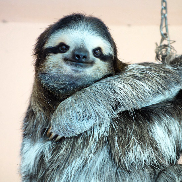 Sloth hanging from a swing.