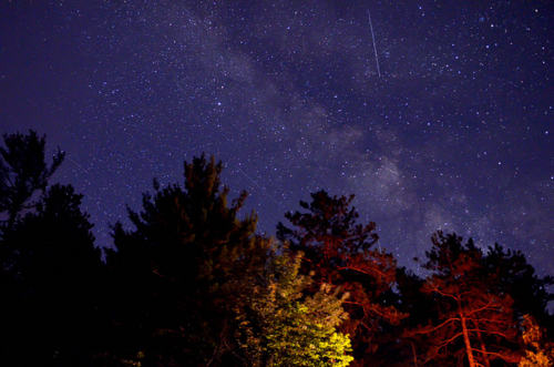 evergreen trees illuminated from below by camping lights against a starry sky