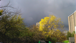 York Woods trees York Woods trees