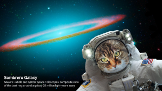Cat in Space