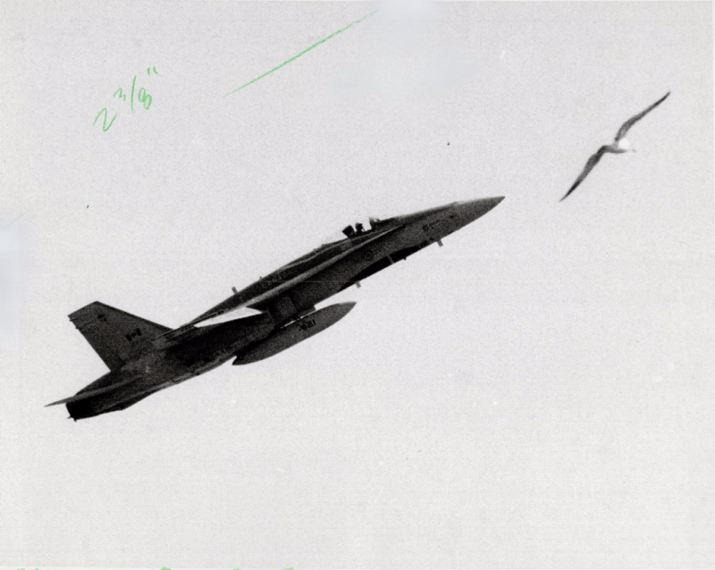 CF-18 Hornet in mid-air with bird beside it