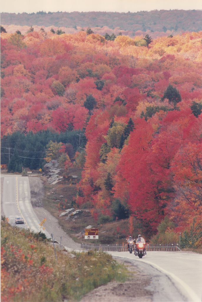Scarlet Maple coloured trees Highway 60