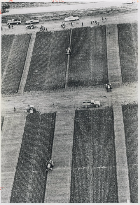 Aerial view of geometric patterns plowed
