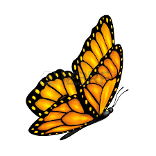 Image result for butterfly against white background