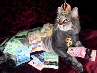 funny cat bathing in money